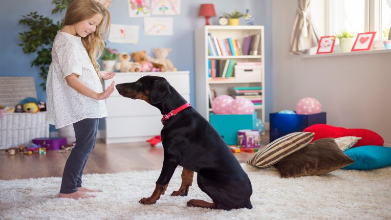 The Golden Window: When to Start Puppy Training